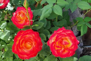 690 Kraftile Ct, Fremont, CA 94536 - Photo 48