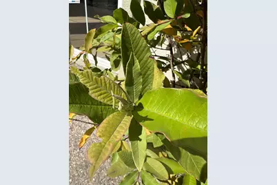 690 Kraftile Ct., Fremont, CA 94536 - Photo 50