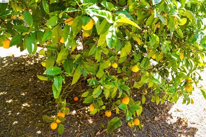 32287 Ithaca St, Hayward, CA 94544 - Photo 46