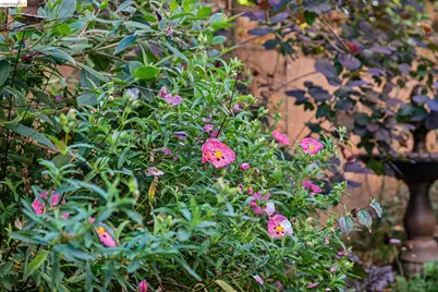 1515 Oxford St #1D, Berkeley, CA 94709 - Photo 36