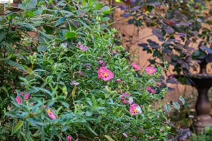 1515 Oxford St, Berkeley, CA 94709 - Photo 36