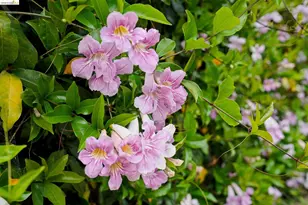 480 42nd St, Oakland, CA 94609 - Photo 6