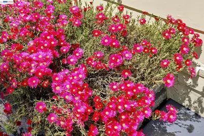 84 Oakes Blvd, San Leandro, CA 94577 - Photo 60