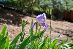 169 Natalie Dr, Moraga, CA 94556 - Photo 32