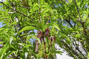 40930 Rioja Ct, Fremont, CA 94539 - Photo 26