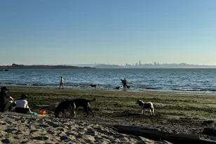 848 Stannage Ave, Albany, CA 94706 - Photo 28