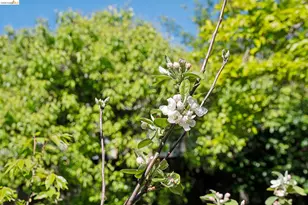 2520 McGee Ave, Berkeley, CA 94703 - Photo 26