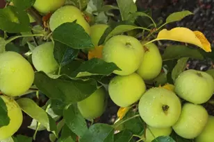 34 Elmwood Dr, San Ramon, CA 94583 - Photo 52