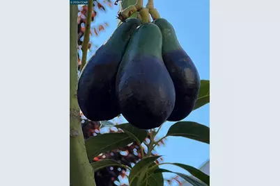 34 Elmwood Dr, San Ramon, CA 94583 - Photo 54