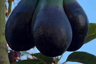 34 Elmwood Dr, San Ramon, CA 94583 - Photo 54