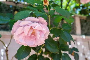 3011 Mayhew Ct, Walnut Creek, CA 94597 - Photo 26