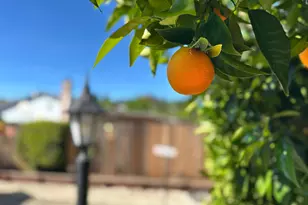 314 Semillon Cir, Clayton, CA 94517 - Photo 32