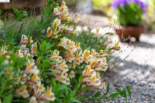 2802 Garber St, Berkeley, CA 94705 - Photo 32