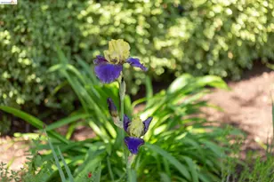 2802 Garber St, Berkeley, CA 94705 - Photo 30