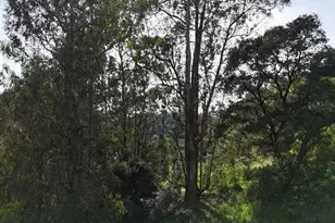 2551 Tunnel Rd, Oakland, CA 94611 - Photo 4