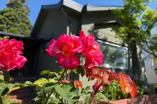 1233 Carleton St, Berkeley, CA 94702 - Photo 38