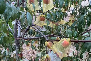 16300 Old Ranch, Los Gatos, CA 95033 - Photo 66