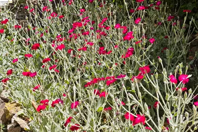 178 Ardmore Rd, Kensington, CA 94707 - Photo 50