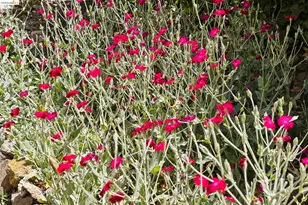 178 Ardmore Rd, Kensington, CA 94707 - Photo 50