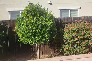 2104 Truman Ln, Oakley, CA 94561 - Photo 36