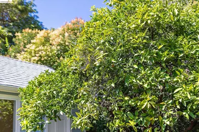 4436 Hyacinth Ave, Oakland, CA 94619 - Photo 34