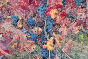 10580 Dickson Rd, Plymouth, CA 95669 - Photo 56