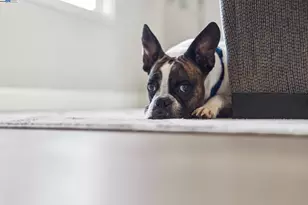 5531 Calico Ln, Pleasanton, CA 94566 - Photo 60