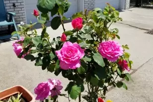 4 St Francis St, Newark, NJ 07105 - Photo 18