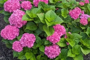 17 Collinwood Rd, Maplewood Twp., NJ 07040 - Photo 38