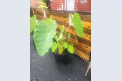 231 Wainwright St, Newark, NJ 07112 - Photo 12