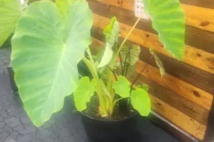 231 Wainwright St, Newark, NJ 07112 - Photo 12