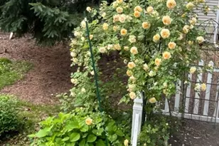 237 Tabor Rd, Morris Plains, NJ 07950 - Photo 34