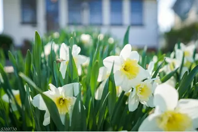 563 Pierson Street, Westfield, NJ 07090 - Photo 32