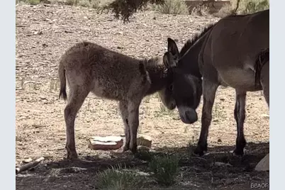550 Eagle Ridge Lane, Big Bear City, CA 92314 - Photo 22
