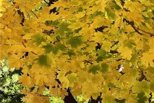 29729 Katharine Way, Cedar Glen, CA 92321 - Photo 42