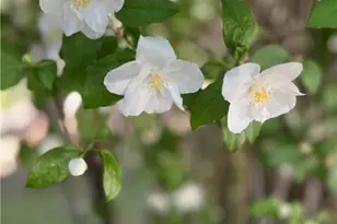 29729 Katharine Way, Cedar Glen, CA 92321 - Photo 44