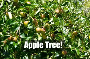 2395 Hunsaker Dr, Running Springs, CA 92382 - Photo 28