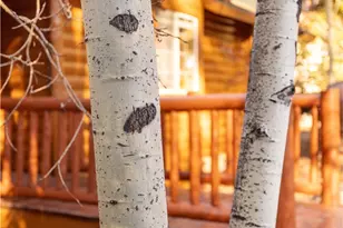 43300 Deer Canyon Rd, Big Bear Lake, CA 92315 - Photo 16