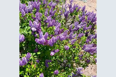 1019 Fawnskin Drive, Fawnskin, CA 92333 - Photo 38