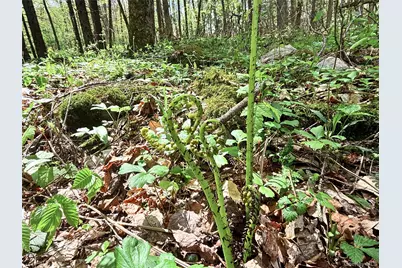Lot 16 Putnam Road, Other, NY 13750 - Photo 14