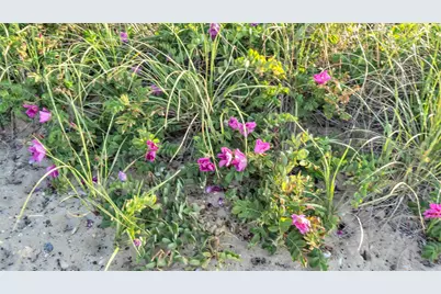 18 North Shore Road, Montauk, NY 11954 - Photo 6