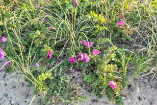 18 N Shore Rd, Montauk, NY 11954 - Photo 6