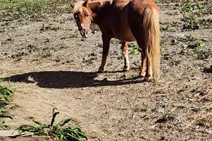 482 Scotchtown Ave, Middletown, NY 10941 - Photo 38