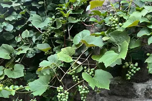 55 Clubhouse, Tuxedo Park, NY 10987 - Photo 32