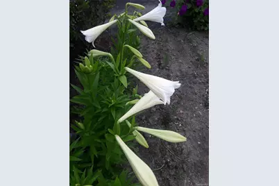 247 Croydon Road, Yonkers, NY 10710 - Photo 48