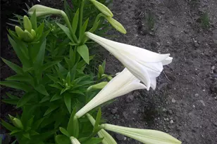 247 Croydon Rd, Yonkers, NY 10710 - Photo 48