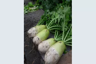 247 Croydon Road, Yonkers, NY 10710 - Photo 42