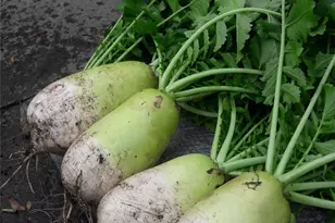 247 Croydon Rd, Yonkers, NY 10710 - Photo 42