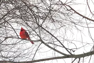 18 Adams Rd, Ossining, NY 10562 - Photo 36