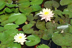 115 Meyer Oval, Pearl River, NY 10965 - Photo 12